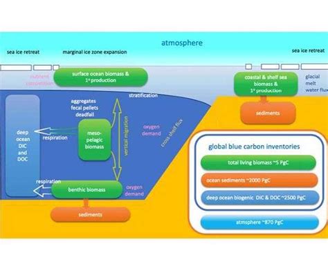 Mapping The Future Sea Quester S Role In Blue Carbon Strategy