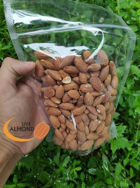 Supplier Kacang Almond Mentah Dari Bleslive Almond