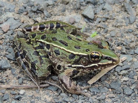 Atlantic Coast Leopard Frog Lithobates Kauffeldi INaturalist