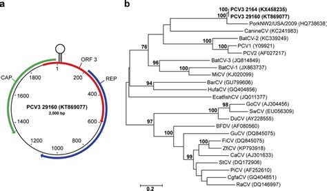 The Genomic Organization And Phylogeny Of PCV3 A The 2 000 Nt