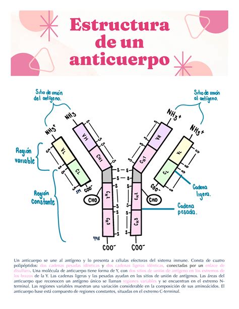 Estructura Anticuerpo Estructura De Un Anticuerpo Un Anticuerpo Se