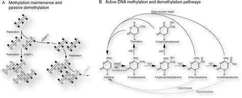 Dna Methylation Dynamics During Epigenetic Reprogramming In The