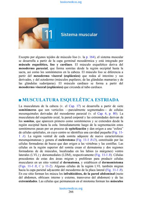 Cap Sistema Muscular Langman Embriolog A M Dica Edici N