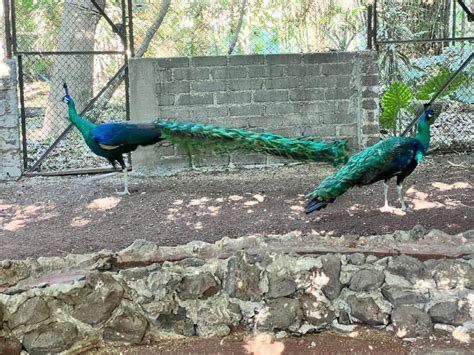 Ixtapaluca Profepa Retira Clausura Al Santuario De Aves El Nido La