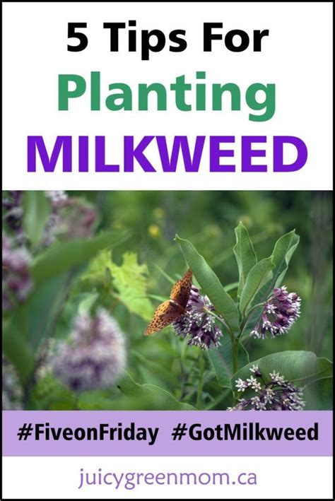 Tips For Planting Milkweed Fiveonfriday Gotmilkweed Butterfly