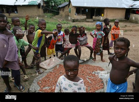 Drying Cocoa Sierra Leone Stock Photo - Alamy