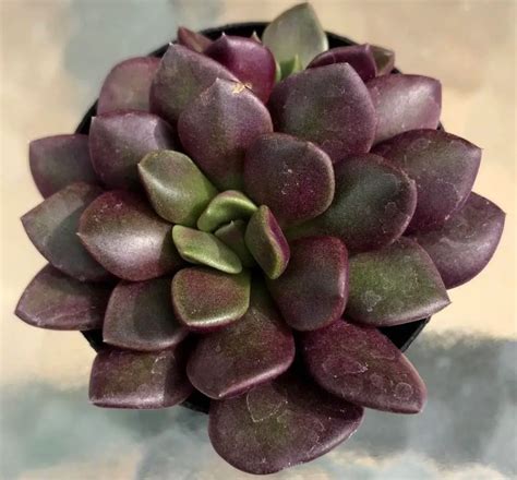 Top 20 Most Beautiful Purple Succulents In The World - Succulents Network