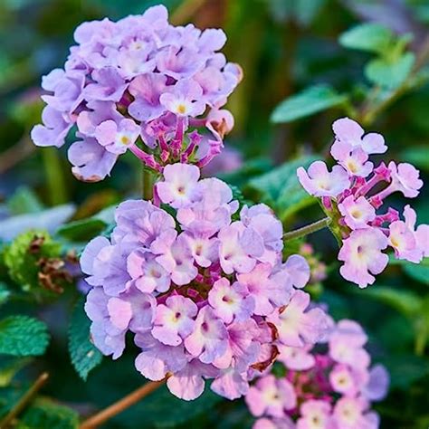 Lantana Care In Pots: 15 Easy Tips And Tricks For Beginners