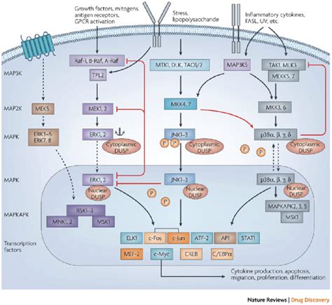 The Three Main Arms Of The Mitogen Activated Protein Kinase Mapk