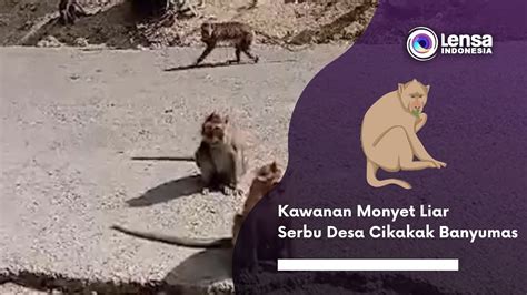 Kawanan Monyet Liar Serbu Desa Cikakak Banyumas Youtube