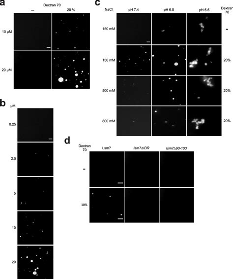 Lsm Undergoes Phase Separation In Vitro A Lsm Gfp Was Analyzed For