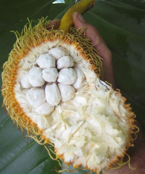 Polynesian Produce Stand Pedalai Artocarpus Sericicarpus The Holy