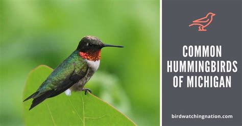 Hummingbirds In Michigan: Only 1 Species You Can See In 2024