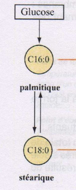 Biochimie Structurale Biosynth Se Des Acides Gras Polyinsatur S Chez L