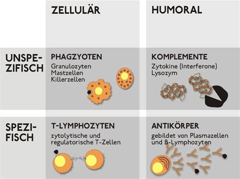 Immunerősítés növényi segítséggel Tourchance