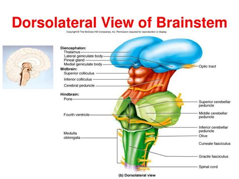 human anatomy physiology powerpoint