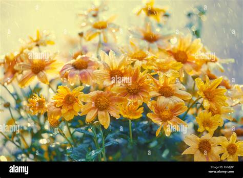 Vintage Flowers In The Rain Stock Photo Alamy