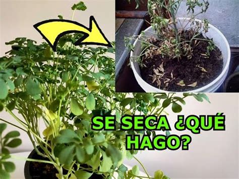 Por qué se seca y MUERE la RUDA 6 ERRORES que se cometen al cultivar