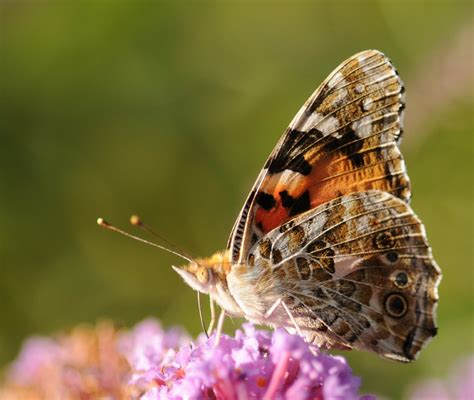 Belle Dame Cynthia Cardui Picture Insect