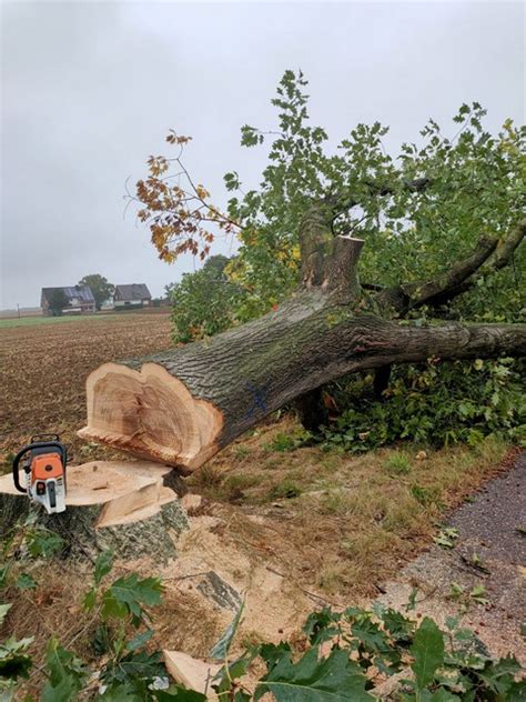 Kapvergunning Boom Kapvergunningen Bomen Boom Snoeien Boom Kappen