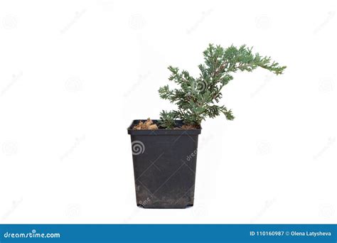 Small Juniperus Horizontalis Wiltonii In Pot Stock Image Image Of