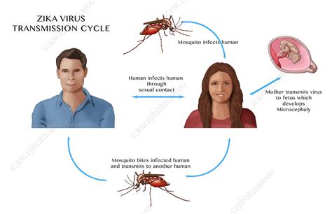 Zika Transmission Cycle Illustration Stock Image C0365452