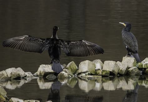 Cormorant Bird Lake Free Photo On Pixabay Pixabay