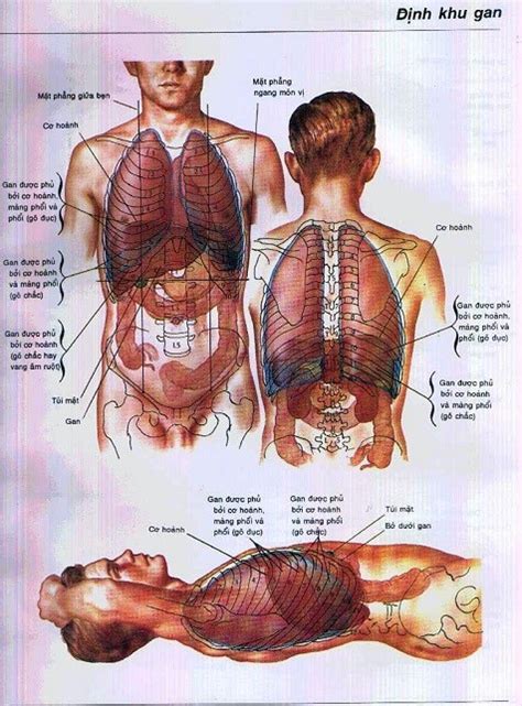 giai phau  bung kham pha cau truc va chuc nang cac  quan quan trong