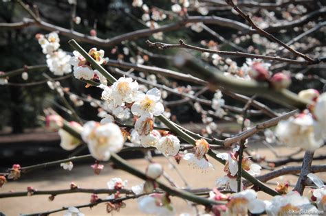 Japanese Plum Trees First Blossoms Of The Year