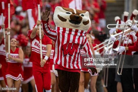 Badger Mascot Photos and Premium High Res Pictures - Getty Images