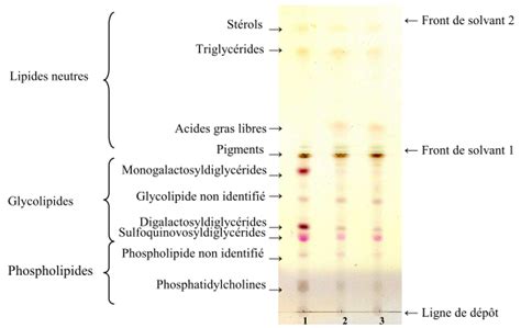 Chromatographie Sur Couche Mince Des Lipides Totaux D Isochrysis