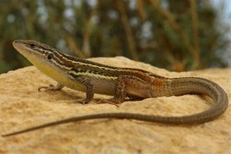 C Mo Es La Lagartija Caracter Sticas De Las Lagartijas Lagartijas