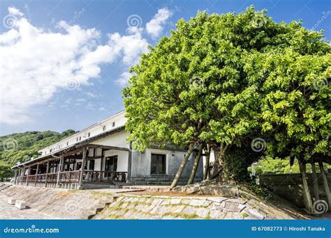 Ficus Superba Tree Stock Image Image Of Sightseeing 67082773