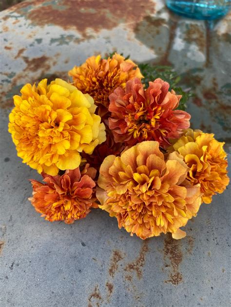 Strawberry Blonde Marigold Seeds Summer Annual Marigolds Etsy