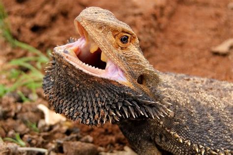 Do Bearded Dragons Bite? 5 Reasons Why & Prevention - More Reptiles