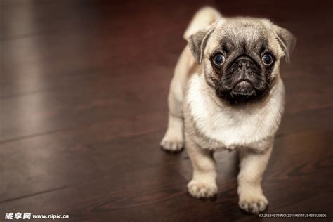 可爱小巴哥犬摄影图其他生物生物世界摄影图库昵图网