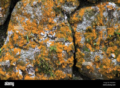 Kyoto moss garden hi-res stock photography and images - Alamy