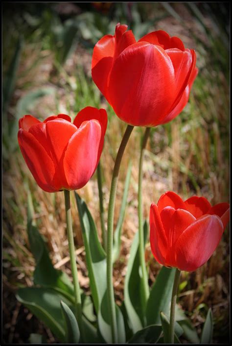 Radiant In Red Tulips Photograph By Dora Sofia Caputo Fine Art America