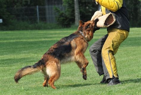 How To Train Your German Shepherd To Be A Guard Dog