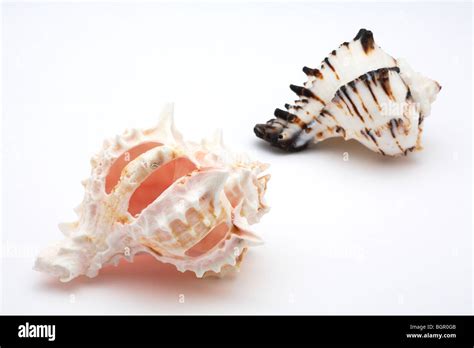 White Conch Shells Hi Res Stock Photography And Images Alamy