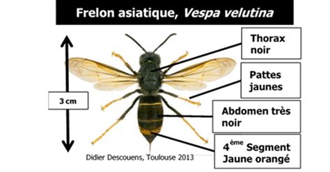 FRELON ASIATIQUE Saint Quentin Sur Le Homme