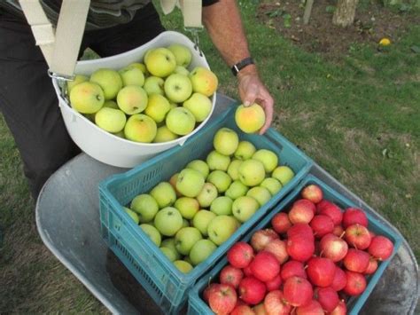 Quand R Colter Les Pommes Pomme R Colte Pommier