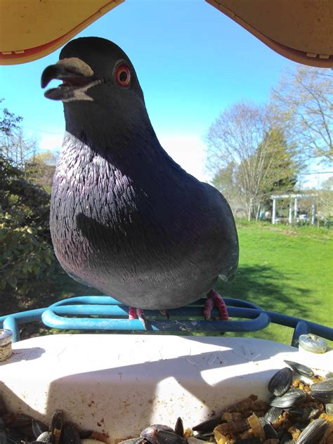 feral pigeon  common wood pigeon birdbuddy wiki