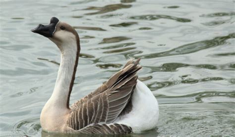 African Goose Breed Profile Farmhouse Guide