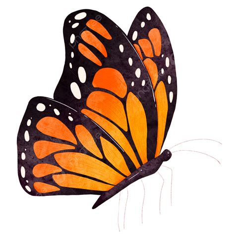 Monarch Butterflies PNG Picture Watercolor Butterfly Insect Monarch