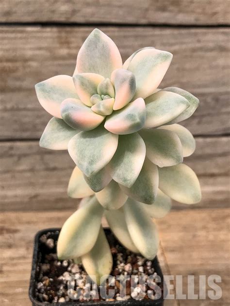 Shpr5071 Graptopetalum Apricot Variegated Кактус онлайн