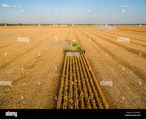 Soybean Harvest John Deere Combine Harvesting Soybeans