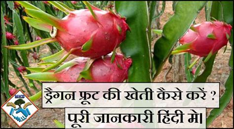 Dragon Fruit Farming ड्रैगन फ्रूट की खेती कैसे करें My Kisan Dost