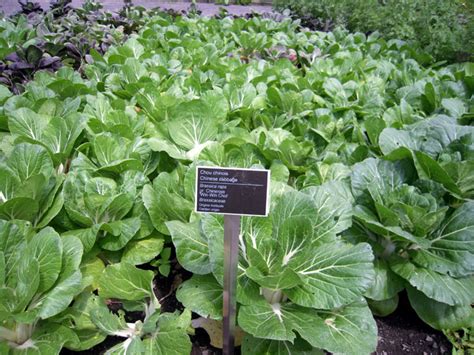 How To Grow Pak Choi In Containers Growing Chinese Cabbage Naturebring