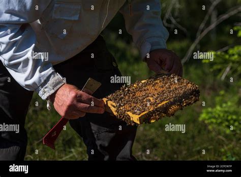 Una Apicultura En El Borde Del Bosque La Vida Cotidiana De Un